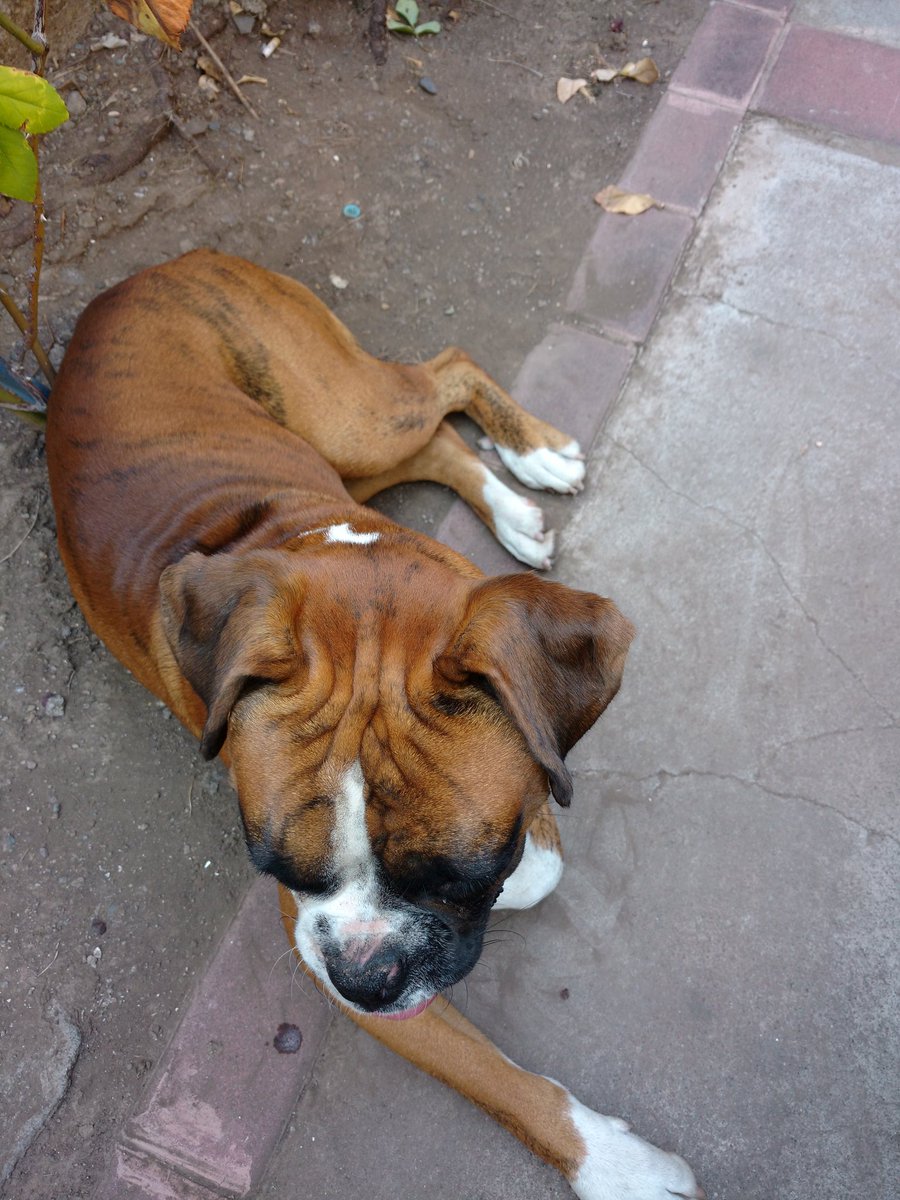 PatricioAmayae's tweet photo. RT RT RT Encontré perro Bóxer en sector Los Dominicos, Talaveras de la Reina. @MascotDFLCondes @PerrosPerdidos https://t.co/SVIHnKt88F