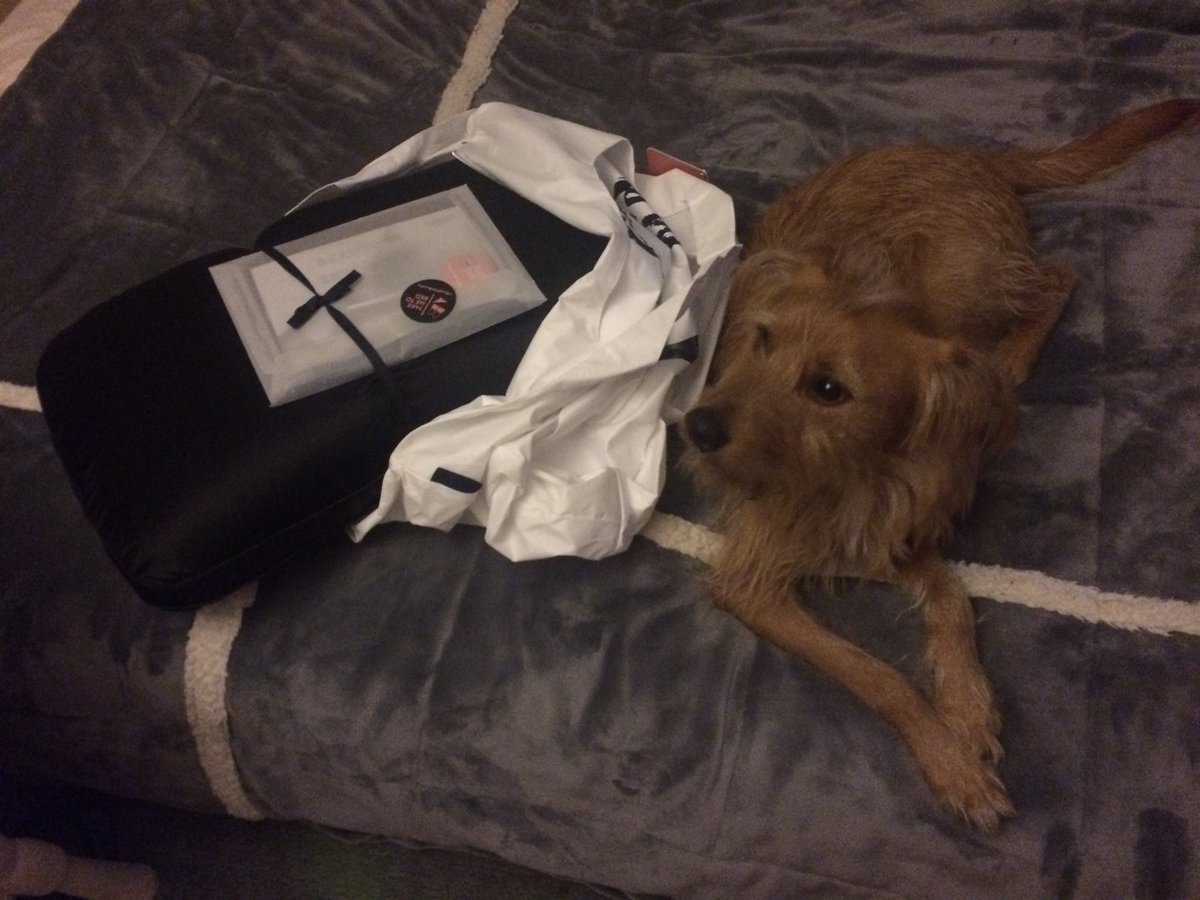 RufustheRedDog's tweet photo. Better quality sleep with @discover_NiGHT is a Rufus-approved indulgence. 💤😴#sleepwithbenefits https://t.co/KlG0qdUoAt