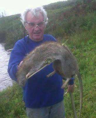 ShaunaSkelton's tweet photo. @RichieFirth #ratstaking over https://t.co/F2ZjNXe0q9