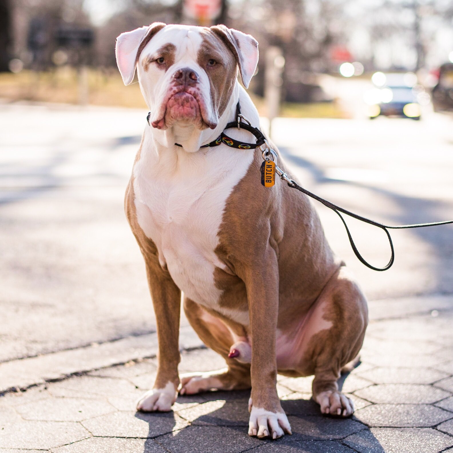 American Bulldog Boxer How Big Do They Get