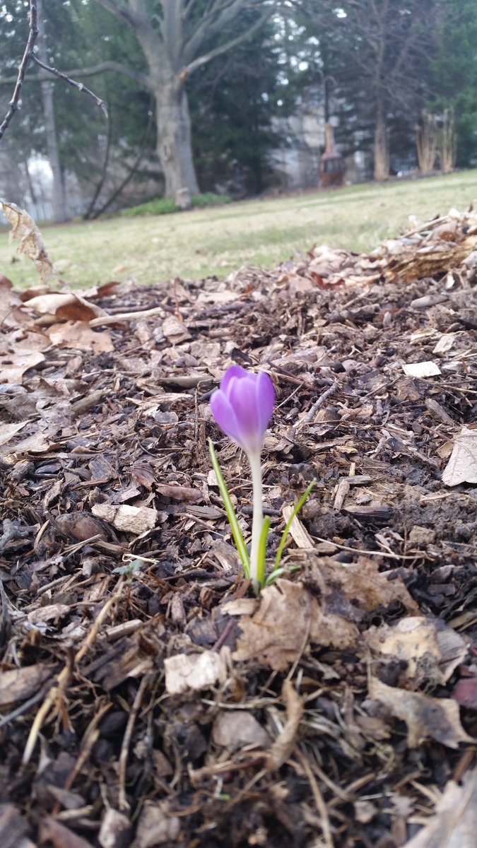 gloryimages's tweet photo. Winter is past... feeling so blessed to see a crocus so early.... https://t.co/47VZlL8ipE