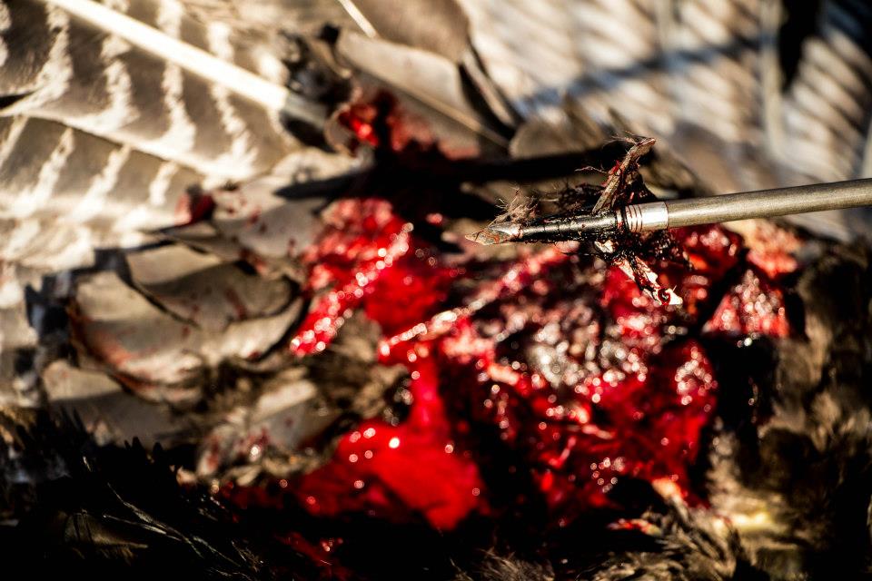 Wasp Archery tweet media
