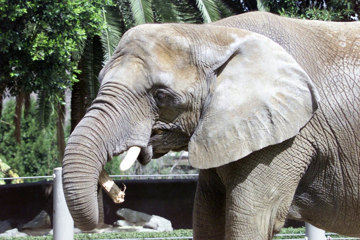 The elephants are coming: pachyderms readied for flight to U.S. zoos, including Wichita. kansas.com/news/local/art…