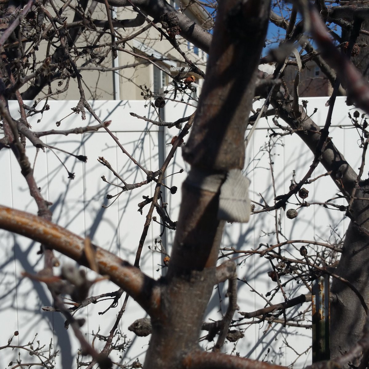 hateyardworkles's tweet image. Do you have this problem? Find out how to avoid needing to support branches! It&apos;s bad for your fruit tree.