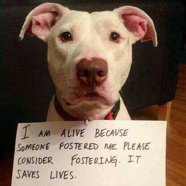 AngelsofFur's tweet photo. How can you help when lives are in the balance?
Become a #foster parent!
Save a life without a lifetime commitment! https://t.co/c5NNidcRmu
