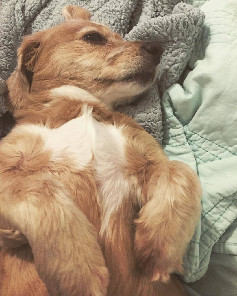 Tin_C_Astro's tweet photo. #sasy #pets #perrosgram #perrosdeinstagram #ilmfdog #ilovemydog #instadog #instadogs #instacocker #mydog #mustloved… https://t.co/SpdAiZbFqE
