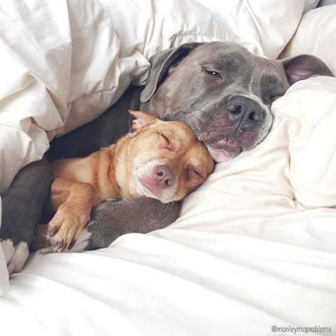 klaudiascorner1's tweet photo. #Snuggup  #bloggersrequired 
#dogsoftwitter https://t.co/EwcmkhUljG