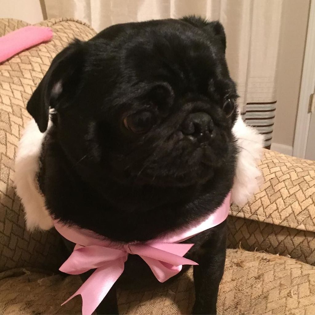 Puglee_Pug's tweet photo. Winter is almost over, better wear my fur stole while I still can!! #StylishBisouBabes #pug #pugbasement #flatnosed… https://t.co/0mXbJ0Gc9o