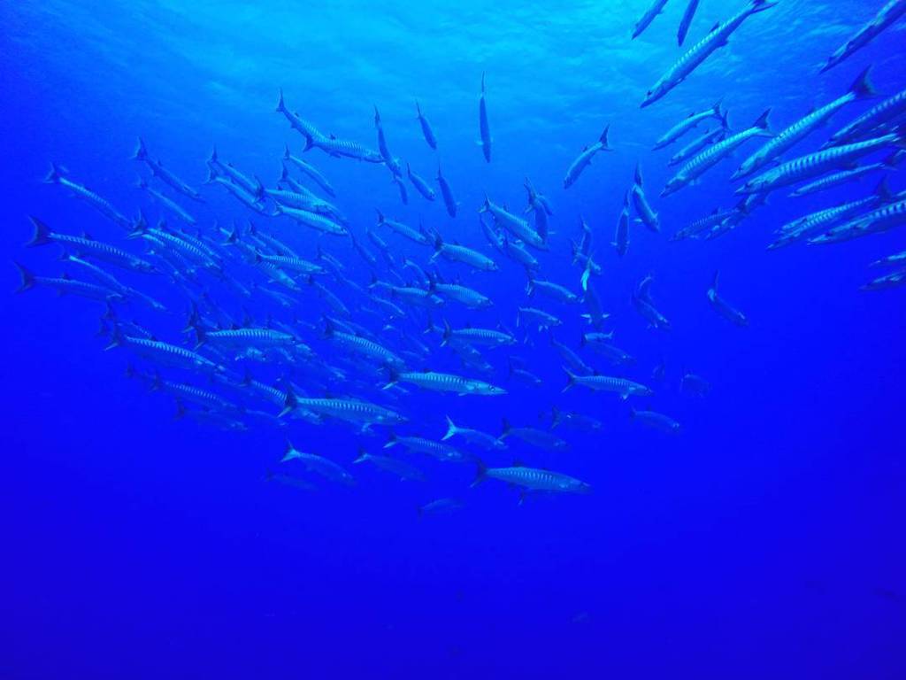 ParadiseCoveStt's tweet image. pip_sz shares: When I said to the #pohnpeian, that was a huge school of #greatbarracuda and 12 or more of #grayreef…