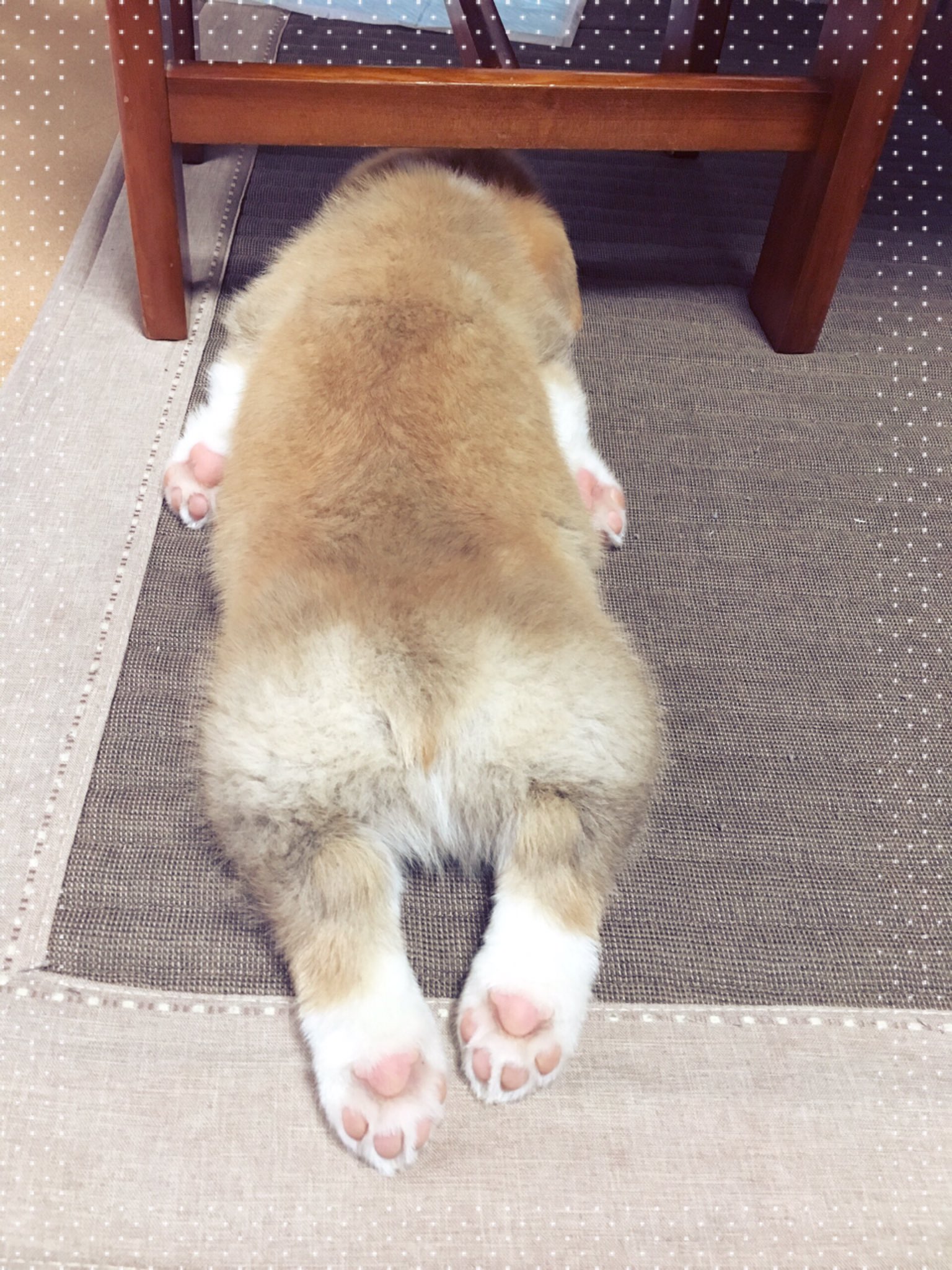 ふーちゃん おはようございます 朝からたくさんご飯を食べて 走り回って 力尽きてしまったようです スヤスヤ寝ています W Zzz コーギー Corgi 子犬 Puppy うつ伏せ寝 肉球 脱力 T Co 7qnsolqb4j Twitter