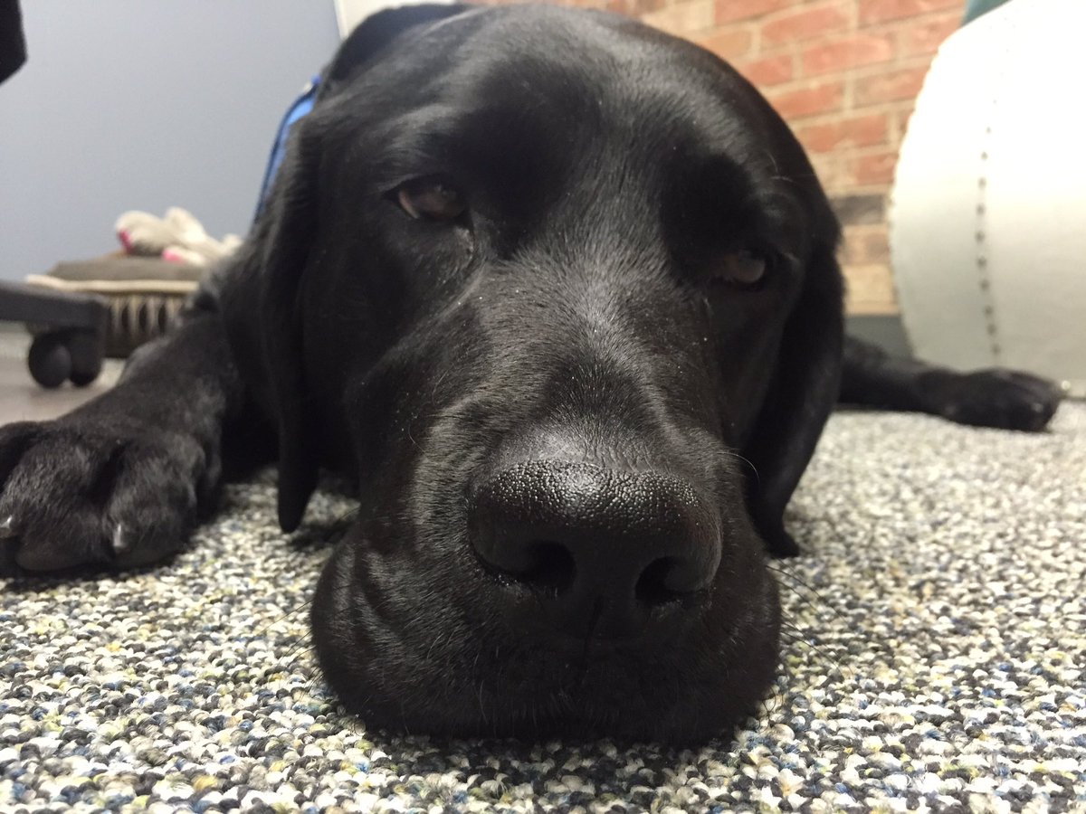 PADSk9Merlot's tweet photo. That's a wrap.Late day,last #childinterview done. Frisbee&food here I come #assistancedog #merlot @reginapolice https://t.co/nDDRbzY1Aq