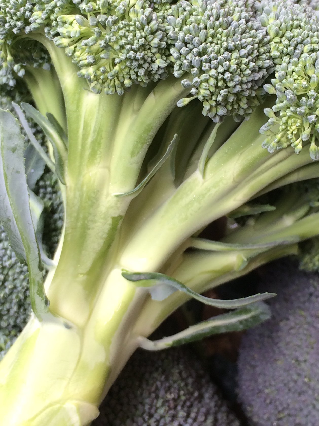 吉祥寺 八百銀 Twitter પર 無数のつぼみを支える しっかりとして太いブロッコリーの 茎 たくさんの花を咲かせる為に ブロッコリーはこの茎部にたっぷりと栄養を蓄えます 房部よりも栄養を含み 旨み甘みの宝庫とも言える 茎 を食べずに捨てられる訳がない