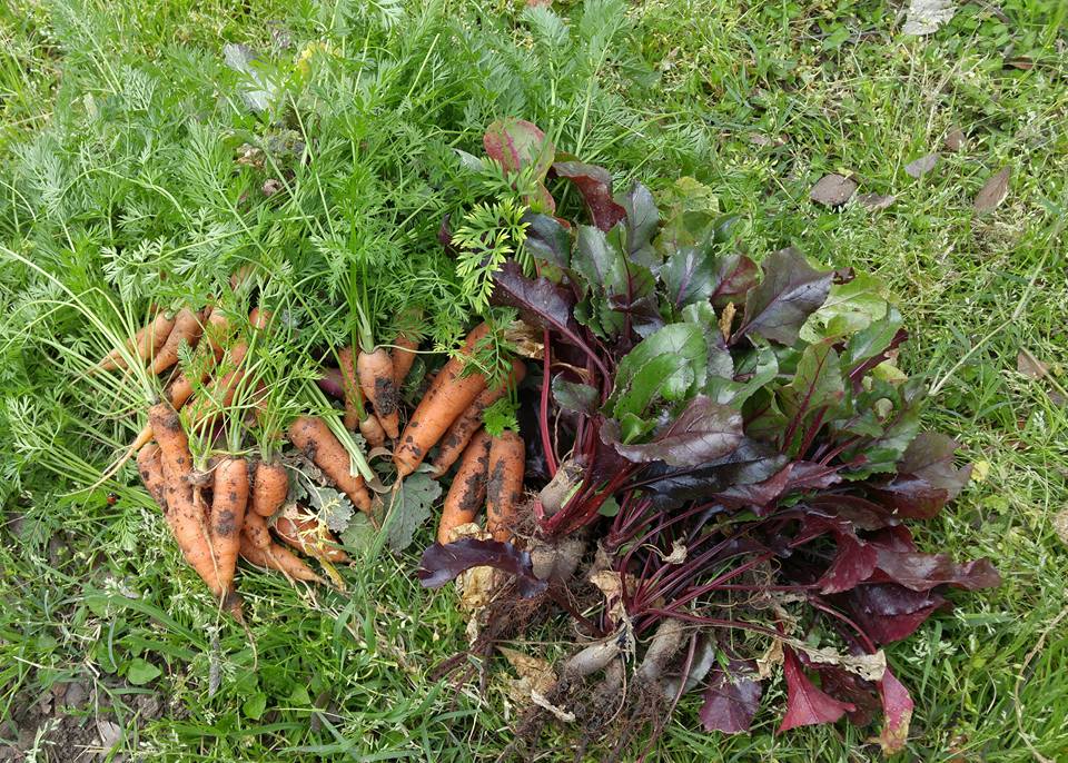 It has started. #AmplifyATX is in full swing! Help us spread the green with your donations-> bit.ly/21WwgX7