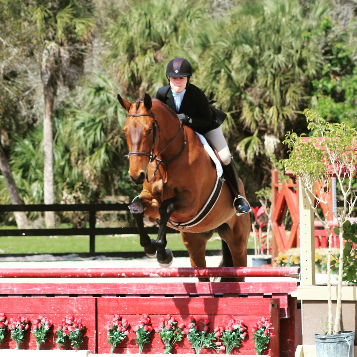 teamwatersedge's tweet image. Invictus and @coleysweg competing in the Adult Amateur Hunter at VET IV. 
PC: @_Raeganlandrum_