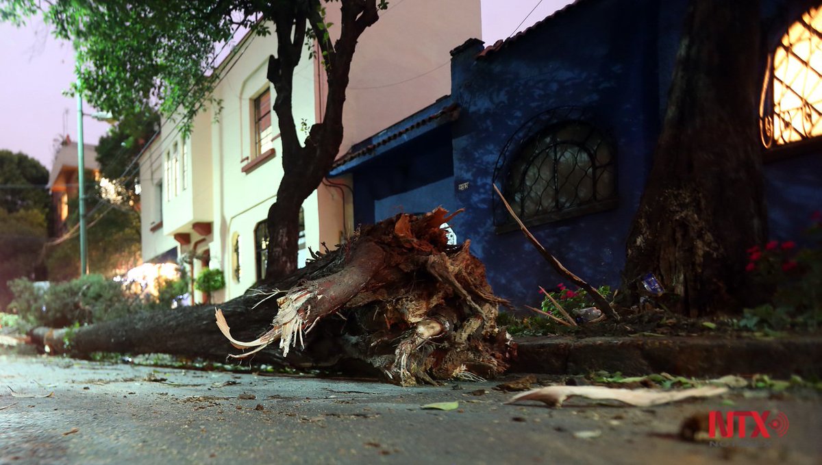 Caen árboles por fuertes vientos en la Ciudad de México - CdEM7pvUIAAn5Zp