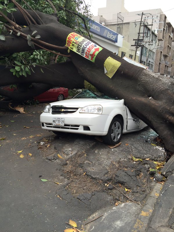 Caen árboles por fuertes vientos en la Ciudad de México - CdEMyFcUEAA6jqO
