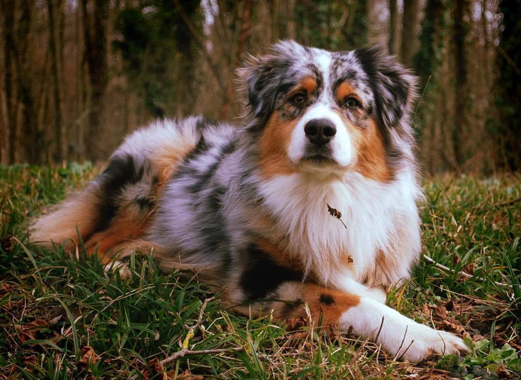 Tin_C_Astro's tweet photo. Cutest. #Harley #bergeraustralien #australianshepherd #color #nature #bleumerle #dogs #chiens #ilovemydog #nikonD80 https://t.co/9n8LfU5d1E