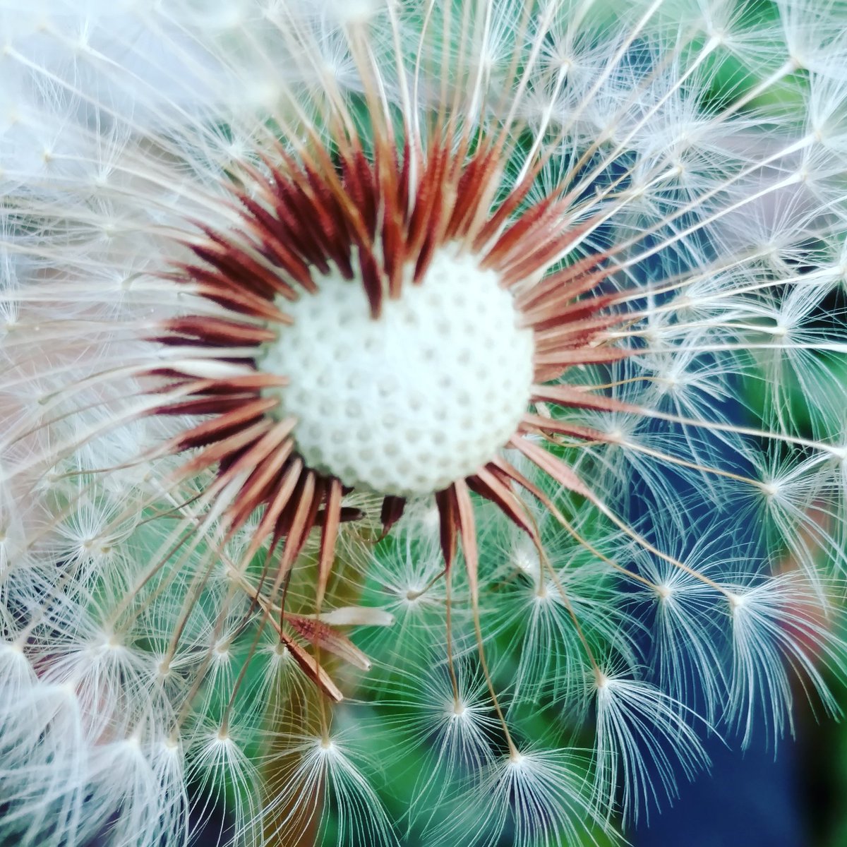 RoswellnessGA's tweet photo. Sacred Geometry. All around us. Ever expanding. https://t.co/FToCdOXsHM