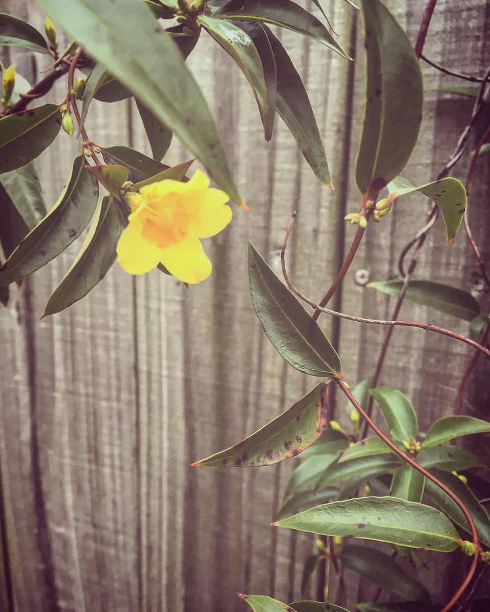 VesperHill's tweet photo. carolina jasmine blooming along the fence row
#carolinajasmine #springinnashville #urbanfarming #grateful https://t.co/e10yqs1vtR