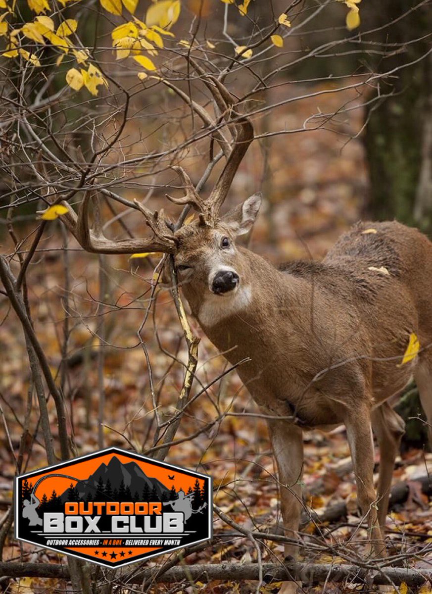 OutdoorBoxClub's tweet photo. Do you hear?! Outdoor Box Club is only $35 a month #orderyours  #hunting #fishing #hiking #camping https://t.co/h0IIddqteW