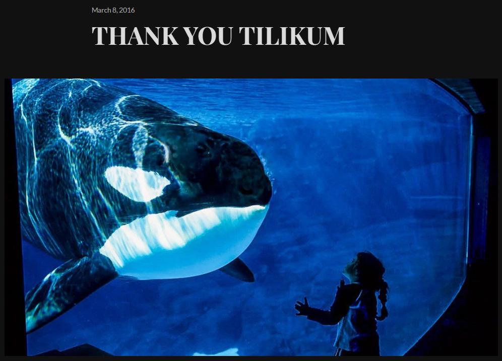 OrcaSOS's tweet photo. Thank you TILIKUM https://t.co/xuW3jUCUo1
He made us take a stand & his life is not in vain
#Blackfish KISKA we♥ u2 https://t.co/YIq5JoNbxI