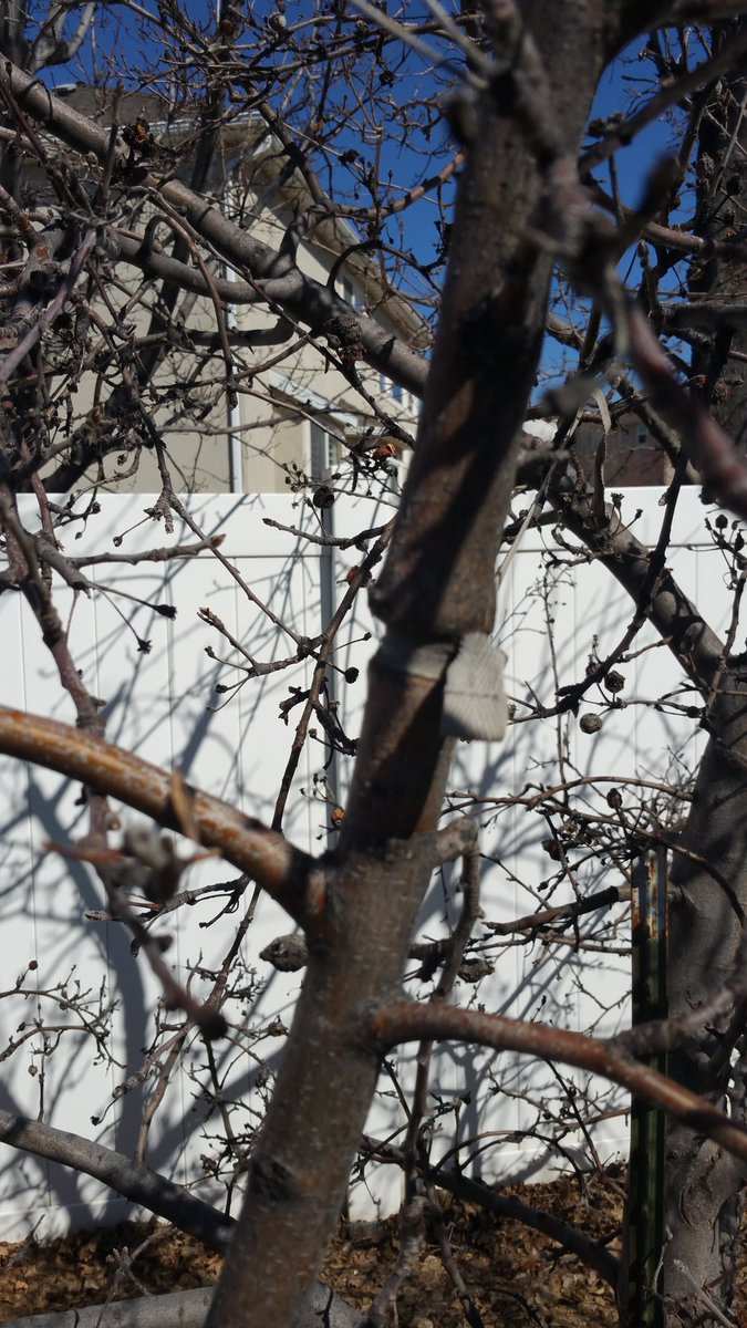 hateyardworkles's tweet image. Don&apos;t tie your trees! Prune them and they won&apos;t need it! Happy pruning!