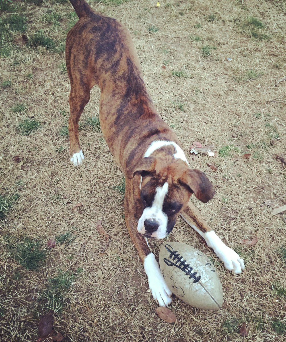 OlliePupBoxer's tweet photo. #football!!! 🏈 #OlliePup #boxer #boxerplay #playtime #boxerpuppy #brindleboxer https://t.co/GnkngLlrqB
