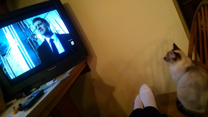 Kitty loves watching TV with me https://t.co/noNC8FrViQ<a href="/tag/thebigleap"class="tags"><span>#thebigleap</span></a>