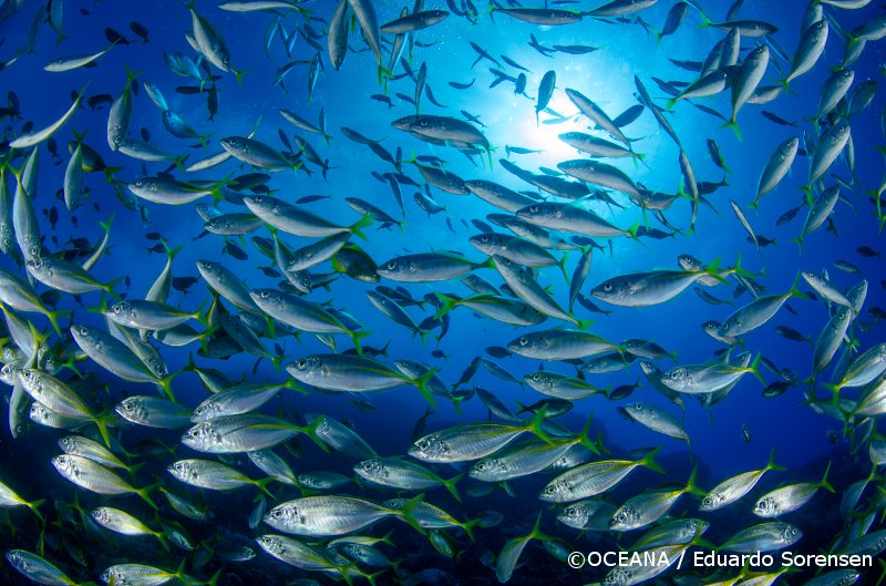 oceana's tweet image. How can seafood save us? bit.ly/1W6iHNZ via @OceanaCAN