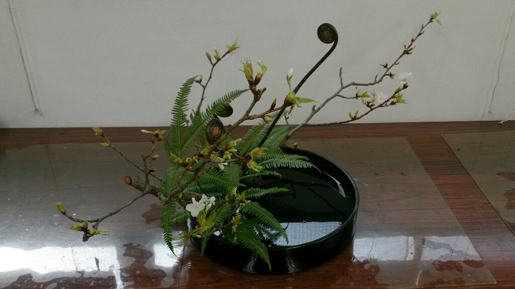 julia36J's tweet photo. Traditional method in landscape moribana: Wild cherry tree, Fern shoot, and Mountain Fern. #ohararyu https://t.co/7kWQhZspRd