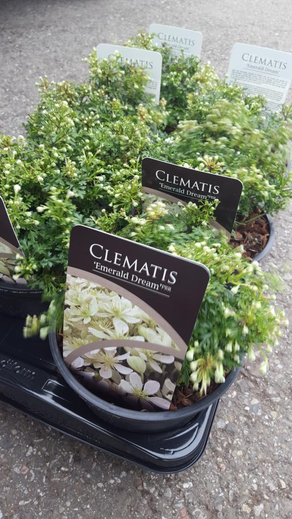 PlantippPeter's tweet photo. Clematis Emerald Dream is in bud so will be in flower @CLFairs @LucySummersUK https://t.co/7U70SgQiXo