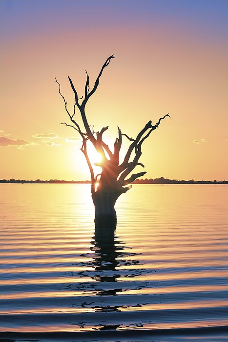 RayWarrenPhoto's tweet image. New artwork for sale! - "Lake Bonney Sunset" - raywarrenphotography.com/featured/lake-… @fineartamerica