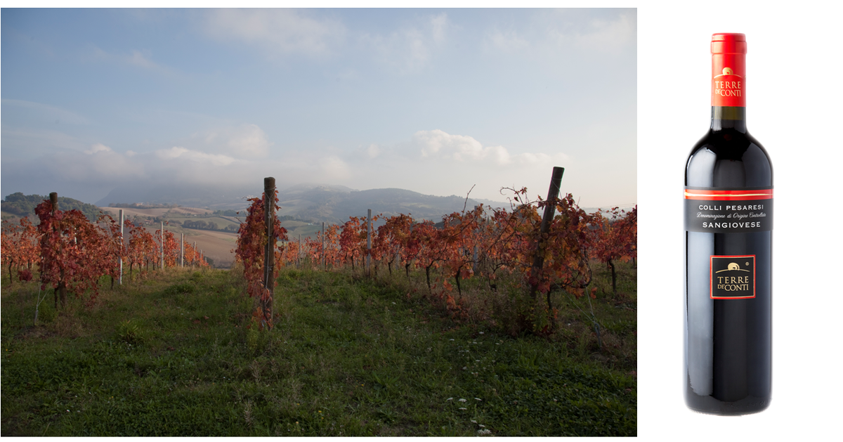 wine_4lovers's tweet photo. #wine #redwine #italianwine #winelover #marche #collipesaresi #terredeconti #doc #igt #bio #conintecom #madeinitaly https://t.co/W0WAyxkxMJ