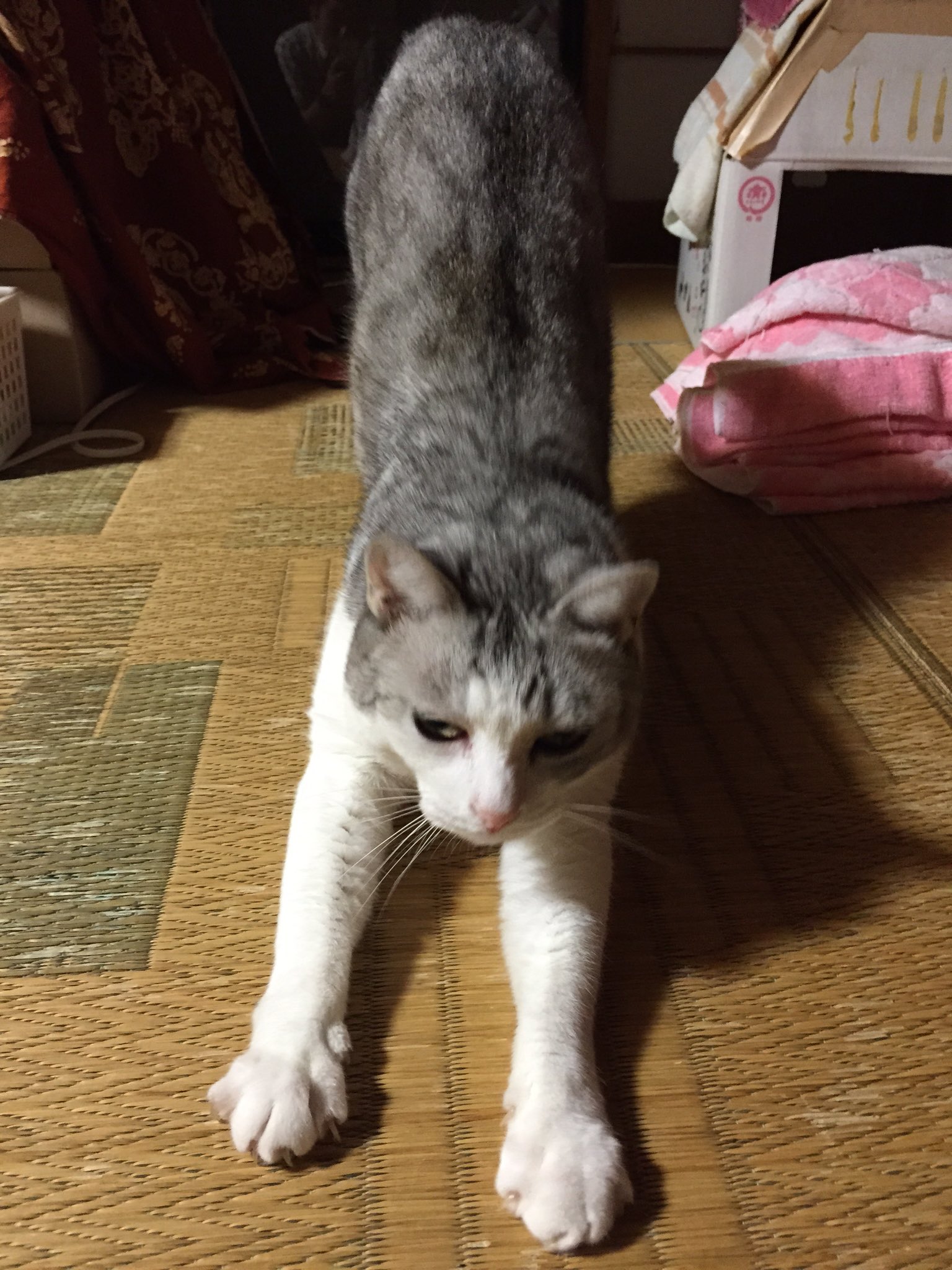 鋼兵 בטוויטר 吉川景都 猫とふたりの鎌倉手帖 2巻 新潮社 読む 前作 片桐くん家に から美穂子さんが増えることで一つのことに対して視線が増えているので飽きさせない ついでにウチの実家の猫の画像もペタリ 感想 T Co Fjt0pflf1t 鋼兵 בטוויטר 吉川景都 猫とふたりの鎌倉手帖 2巻 新潮社 読む 前作 片桐くん家に から美穂子さんが増えることで一つのことに対して視線が増えているので飽きさせない ついでにウチの実家の猫の画像もペタリ 感想 T Co Fjt0pflf1t