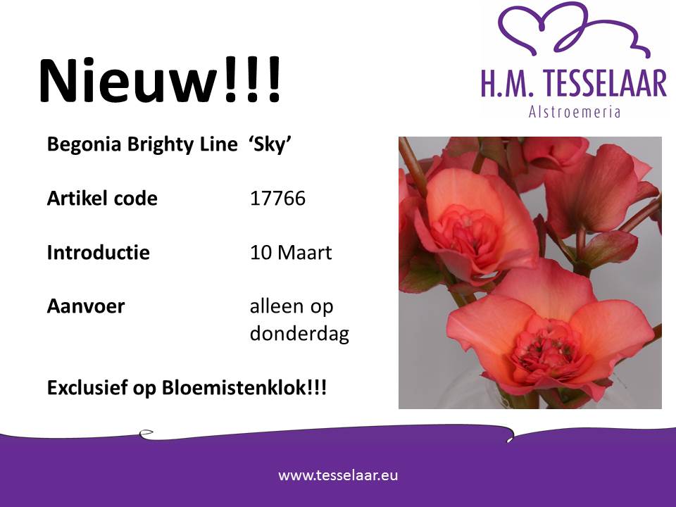 GerdeBrabander's tweet photo. Morgen exclusief op de #bloemistenklok. Snij #begonia van Tesselaar #alstroemeria @NielsTes https://t.co/AhpE236HFa