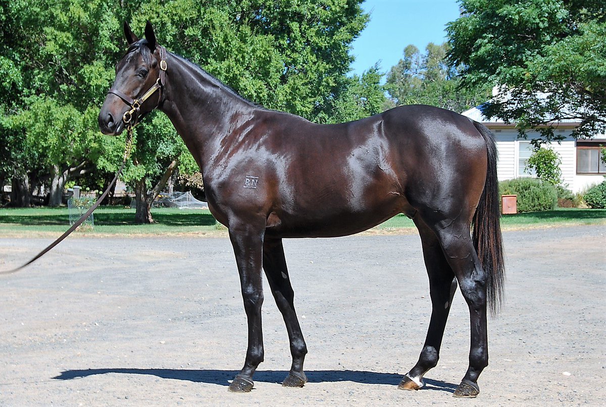 RedbankNorth's tweet photo. Our @mmsnippets Adelaide yearlings travel tonight &amp; will be available for inspections from Friday morning. #Mahuta https://t.co/FqB5dkYHb4