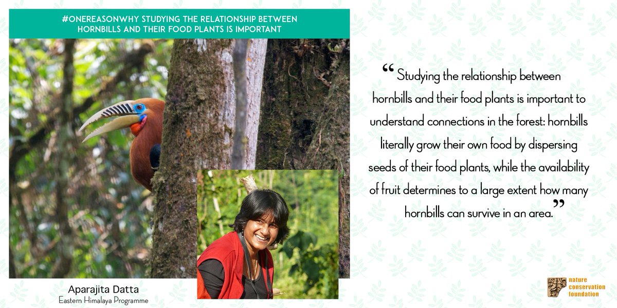 ncfindia's tweet photo. Aparajita Datta tells us #onereasonwhy studying the relationship between hornbills and their food plants is vital! https://t.co/4At06GrMUJ
