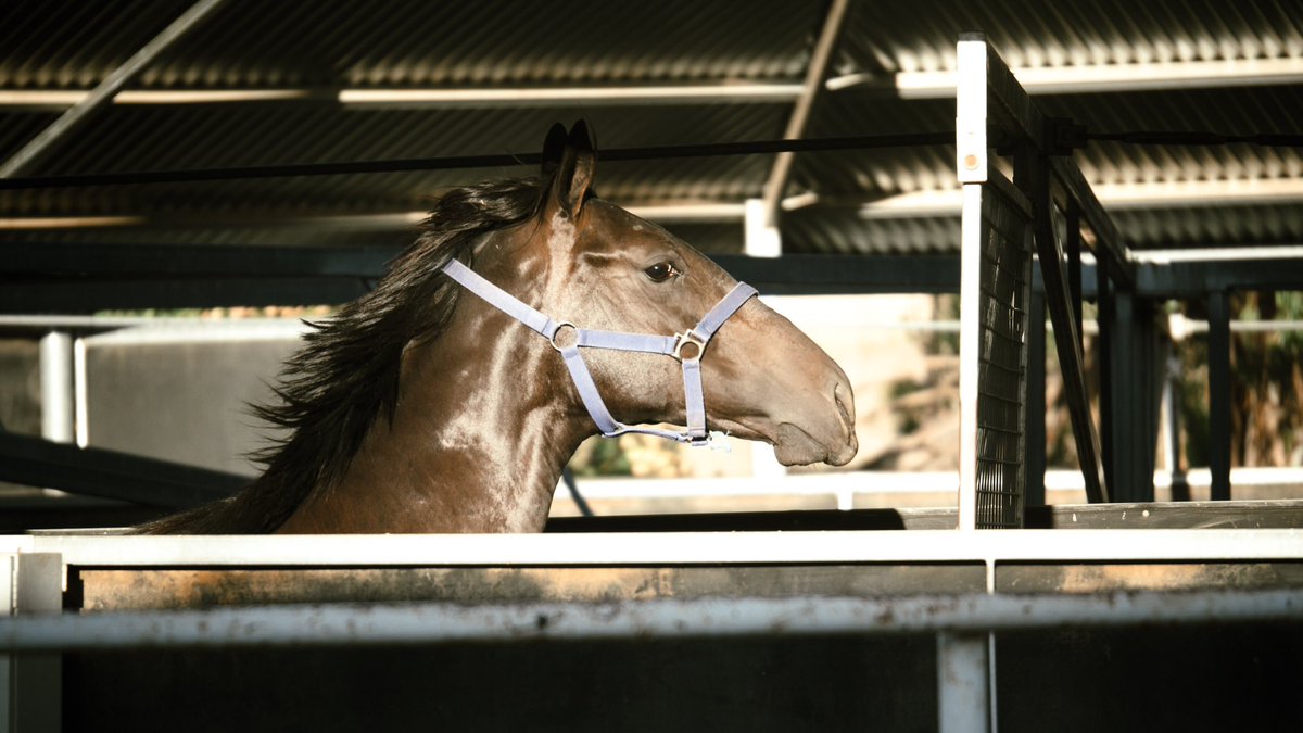 RedbankNorth's tweet photo. The final work for @mmsnippets Adelaide lot 158 before he travels. Cracking Colt by Melbourne Cup winner #AMERICAIN https://t.co/6vqWWlpZKo