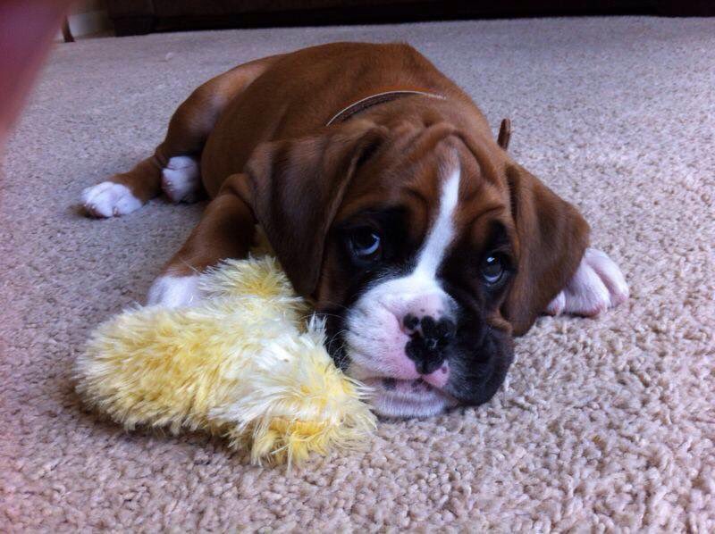 BoxersNation's tweet photo. Boxer Pup #boxersofinstagram #boxers #boxerdog https://t.co/F8nvBCGIB8