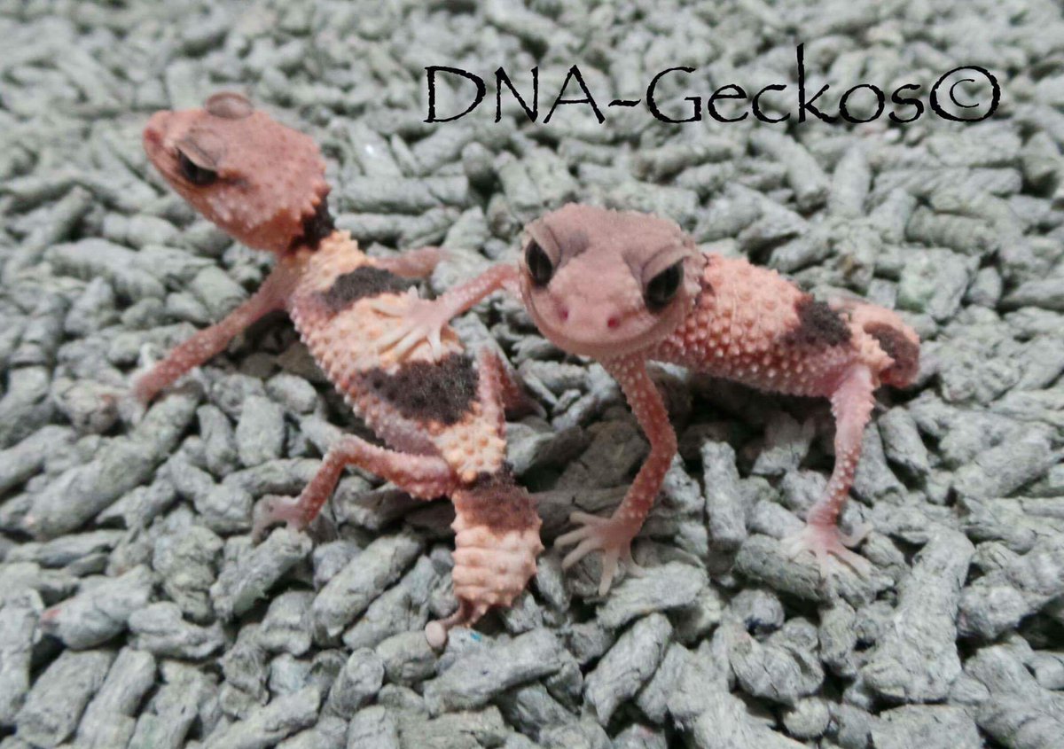 MorphAddict's tweet image. Can&apos;t wait to collect this pair from #hamm all credit to #DNA-Geckos #nephurus #gecko
