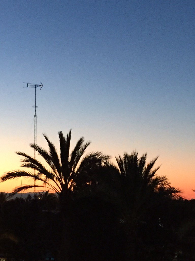 ALCaftersun's tweet photo. Así amanece desde #ELCHE entre palmeras https://t.co/yJEgQ7opSI