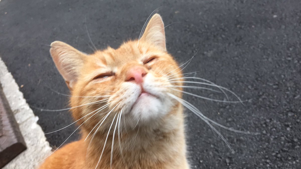 ねこかます A Twitter 今朝の茶トラ兄 キンタまあイイ顔 T Co Odyvjbtntq