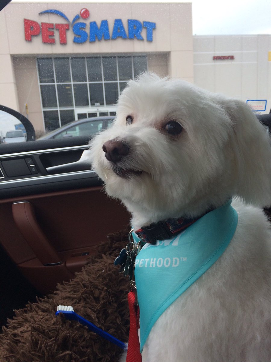 DigitalLori's tweet photo. Chalo ready for his date. Thank you Albert from @PetSmart for taking me from "blah" to fabulous! #springintopetsmart https://t.co/IApycvPr2E