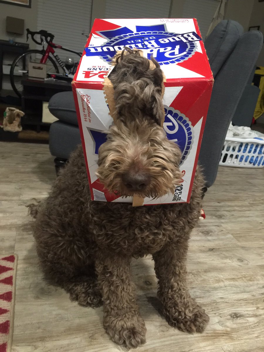 RudyDoodle's tweet photo. I has found a new hat in the garbages! https://t.co/7tOQnnLCer
