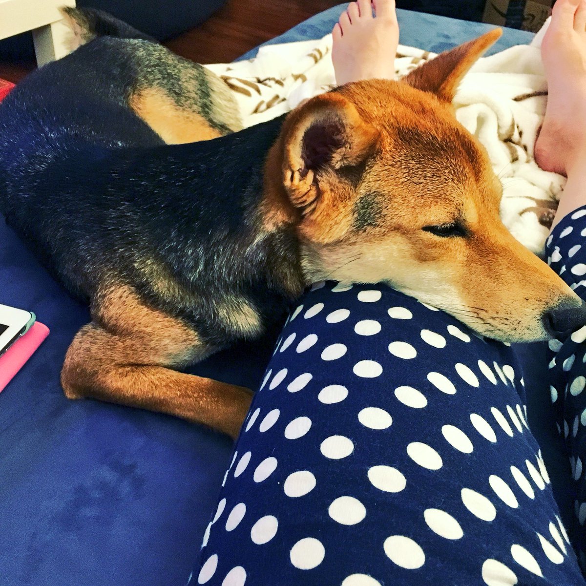 cathythy's tweet image. My recent accomplishments include reaching 115 followers for my pup. Follow my #ShibaInu on #Instagram @zoroinu ! ☺️