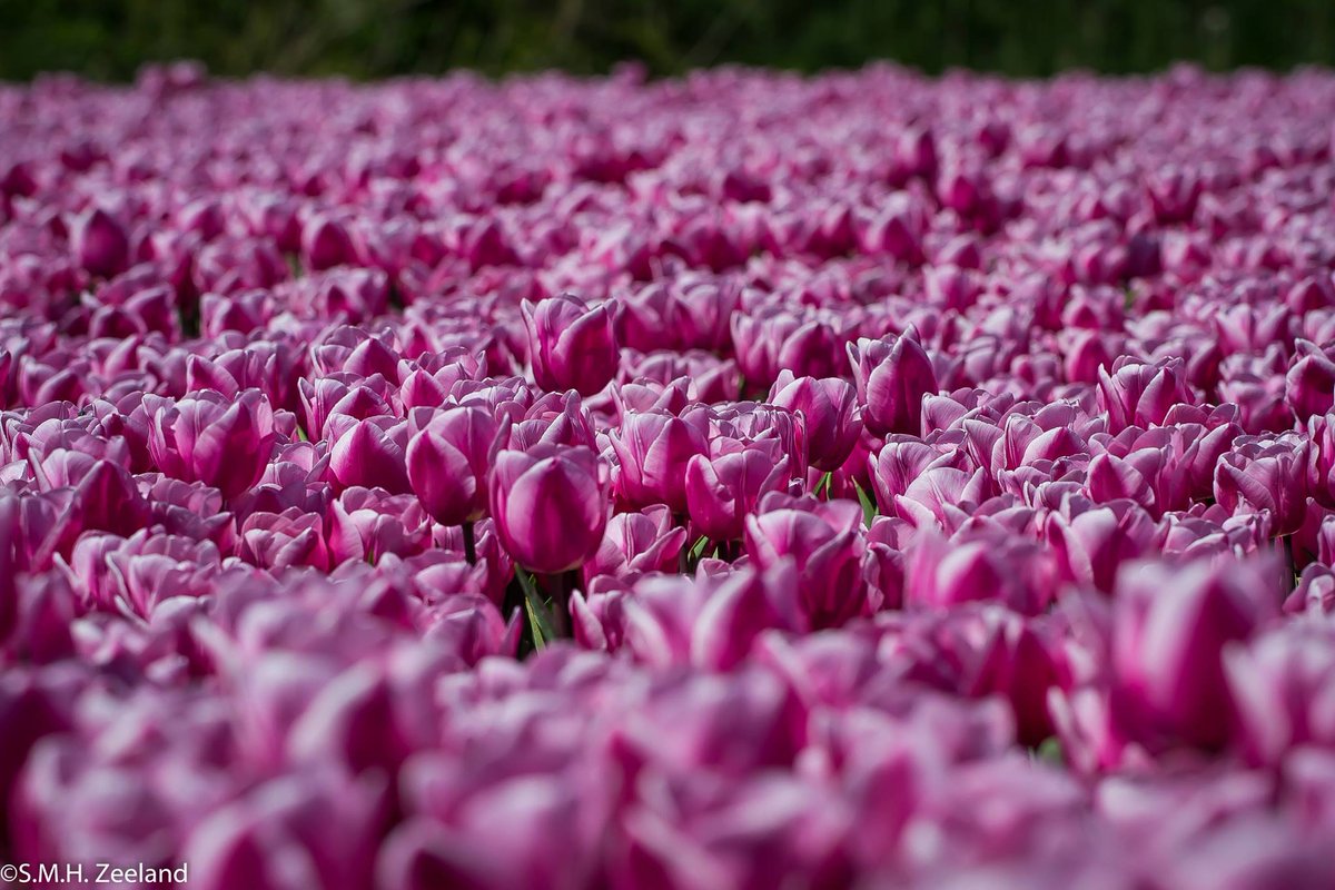 Havenlust's tweet image. @Beautifulgx Beautiful;-) #tulips #holland #zeeland #zierikzee #windmill #tulips_holland #flowers #yellow #red #pink
