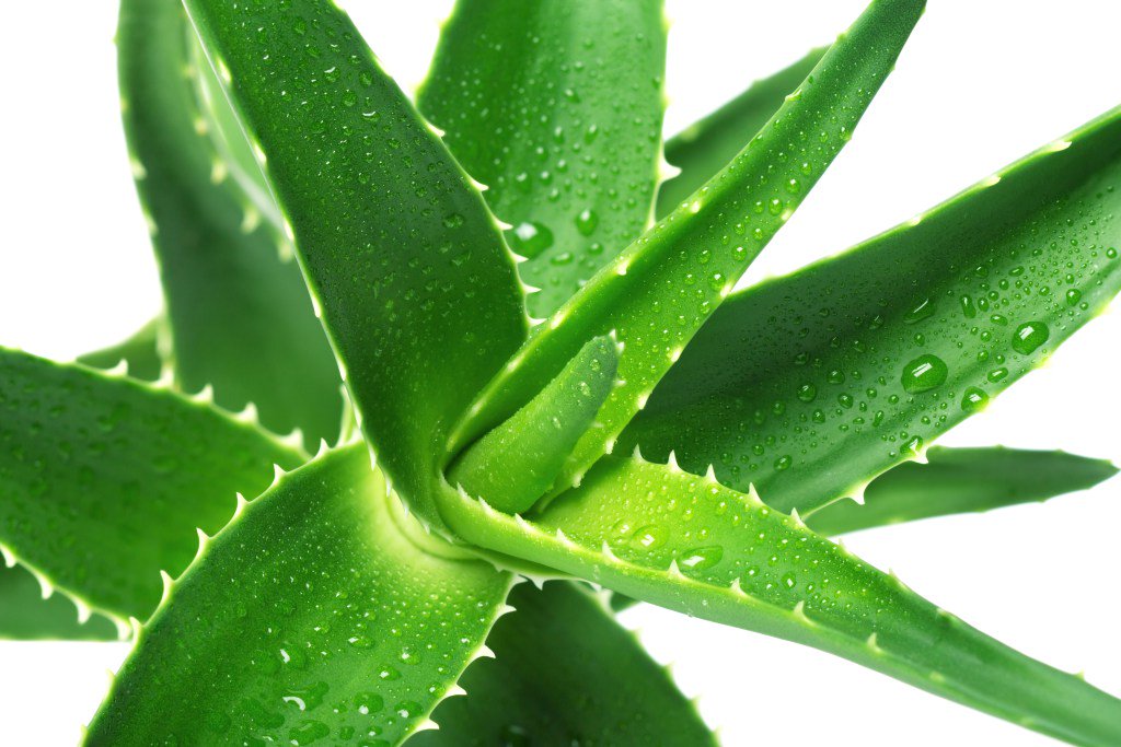 JoshuaOnysko's tweet photo. Aloe Vera https://t.co/7NSCu26z6Q https://t.co/purM3EF88X