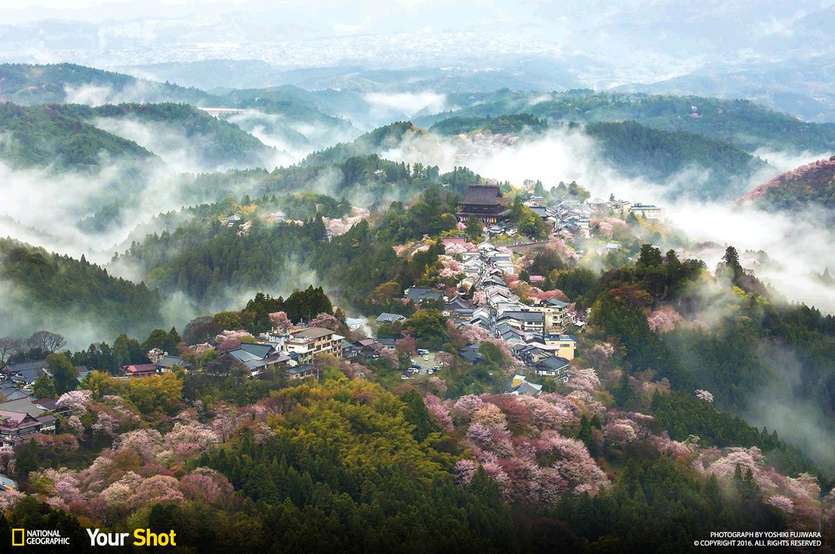 NatGeo's tweet image. We're celebrating the arrival of spring with breathtaking cherry blossom photos: on.natgeo.com/1Ywkc9J #YourShot