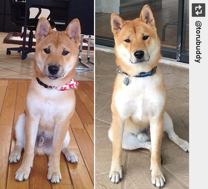 Twitter 上的Inglorious Dogs：
