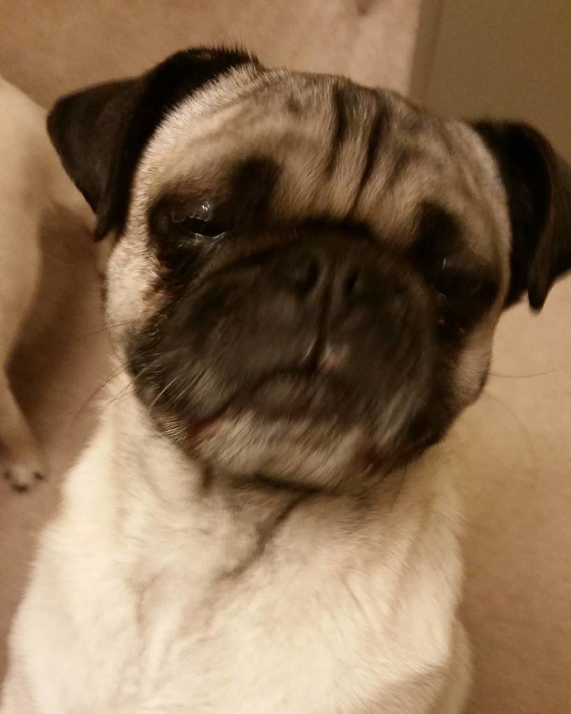 Puglee_Pug's tweet photo. Zoeys drunk sleepy face :) #pug #pugs #pugsofinstagram #cutepugs #drunkpug #drunkdog #drunk #dogsofinstagram #zoeyt⦠https://t.co/r7lMn6bdRu